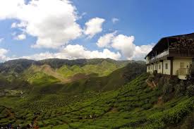 Ladang teh boh / boh tea estate ringlet 2. Ringlet