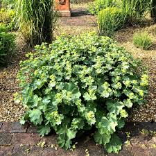 Image result for Alchemilla kiwuensis