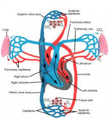 They are large and with a thick the blood vessels are the part of the circulatory system that transports blood throughout the a few structures (such as cartilage and the lens of the eye) do not contain blood vessels and are labeled. Topic 6 2 The Blood System Amazing World Of Science With Mr Green