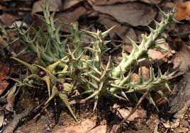 Image result for Orbea caudata