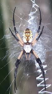 The female's body is more Types Of Spiders In Texas Garden Spider Argiope Aurantia Zhuki Mlekopitayushie Nasekomye