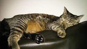 If your tabby cat is healthy and lives indoors, you can expect to enjoy her company between 12 and 18 years, maybe longer. The Mackerel Tabby 5 Things You Didn T Know