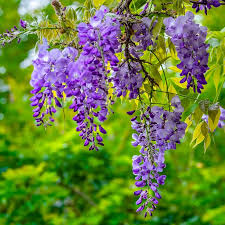 Image result for Wisteria