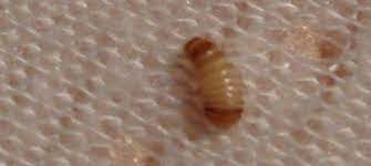 Carpet beetles are a fairly common pest. Are These Carpet Beetles How Do I Get Rid Of Them Neogaf