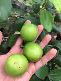 Cara budidaya bibit buah naga adalah menyiapkan media semai, bisa dengan membuat bedengan atau menggunakan polybag. Baja Pokok Bidara Berbuah Lebat 13 Dalam 1 Lengkap 100 Original Shopee Malaysia