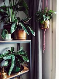 House plant watering self watering system high borosilicate glass for indoor. Indoor Plant Guide The New York Times
