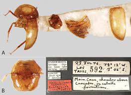 We did not find results for: The Acidocerinae Coleoptera Hydrophilidae Taxonomy Classification And Catalog Of Species