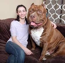 The owner of the world's biggest pit bull, hulk has spoken of the guilt he feels after his top training dog, ace, was killed by two of his other dogs. Gigantische Ausmasse Hulk Der Riesen Pitbull Wiegt Fast 80 Kilogramm Welt