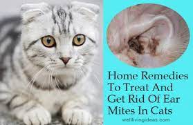 Home Remedies To Treat And Get Rid Of Ear Mites In Cats Cat Ear Mites Cat Remedies Cat Care