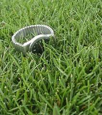 Kentucky Bluegrass Lawn Grass Seed Grass Seed Types Planting Shrubs