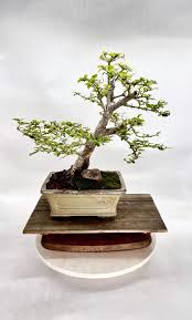 Image result for Premna velutina