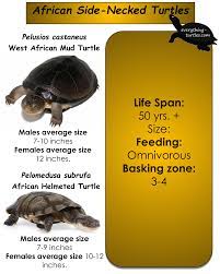 The sideneck is small and easy to miss, with most individuals measuring less than 20 cm in carapace length. African Side Necked Turtles