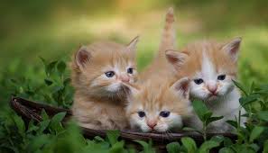 Makanan kucing jenis kering berharga yang jauh lebih murah dibandingkan dengan jenis makanan kucing lainnya. Begini Cara Merawat Anak Kucing Persia Yang Benar