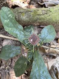 Image result for Dorstenia brownii
