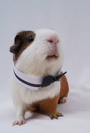 Pin On Fluffy Little Piggies