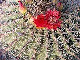 Golden barrel cactus on wn network delivers the latest videos and editable pages for news & events, including entertainment, music, sports he currently cultivates over 25 different types of ferocactus barrel cactus like fish hook barrel (ferocactus wislizeni) and around 35 columnar genera. Arizona Fishhook Barrel Cactus With Red Flowers Stock Photo Picture And Royalty Free Image Image 14748483