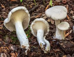 Image result for Clitopilus prunulus