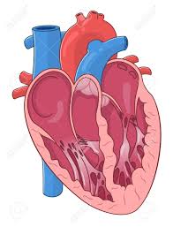Descubra corazón imágenes de stock en hd y millones de otras fotos, ilustraciones y vectores en stock libres de regalías en la colección de shutterstock. Estructura Interna Del Corazon Humano Ilustraciones Vectoriales Clip Art Vectorizado Libre De Derechos Image 72446974
