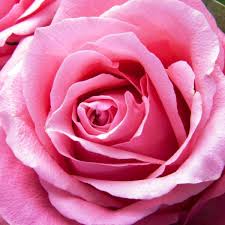 Image result for Rosa