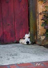Musa Adli Kullanicinin Ooooops Panosundaki Pin Westies Cok Sirin Hayvanlar Fotograf