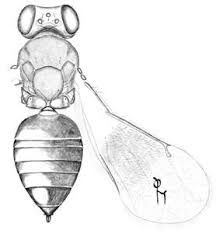 Image result for Tristicha