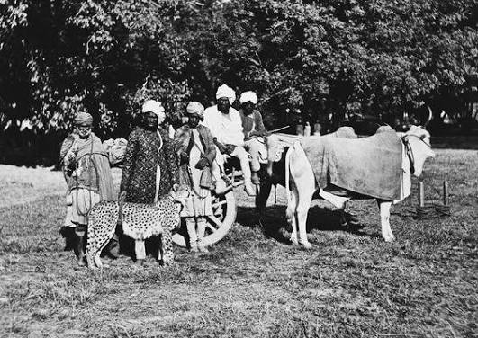 How India's Last Asiatic Cheetahs Were Used For Hunting By the British, the Mughals and the Rajputs
