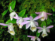 Check spelling or type a new query. Pleione Plant Wikipedia