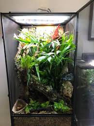 How To Make A Bioactive Vivarium For Pet Lizards And Snakes Bioactive Vivarium Vivarium Pet Lizards