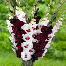 Image result for Gladiolus hollandii