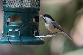 They are dark and tubular and often contain undigested food such as berries etc. Tricked Out Tips For Keeping Squirrels And Raccoons Out Of The Bird Feeder Native Nurseries