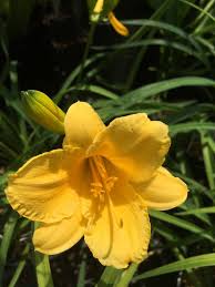 Hemerocallis Stella D Oro Daylily Stella D Oro 1 Behmerwald Nursery