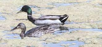 Idaho fish and game regularly stocks public ponds across the treasure valley, which are easy to access and home to a variety of fish species. Our Morinville Video Morinville Fish Game Assoc Pond Morinville News Morinville Online