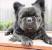 Long Haired English Bulldog