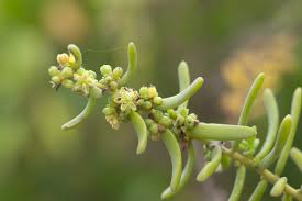 Image result for Suaeda monoica