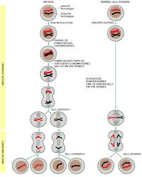 diagram of meiosis and mitosis normal cell division with