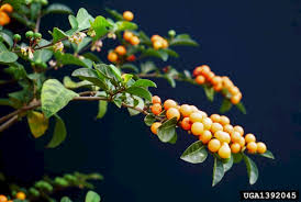 Image result for Solanum sp.no.2