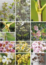 Image result for Rogiera cordata