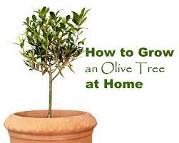 Growing Olive Trees Indoors Dwarf Olive Tree Care