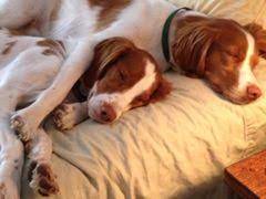 American Brittany Rescue American Brittany Rescue American Brittany Brittany Dog Brittany Spaniel Dogs