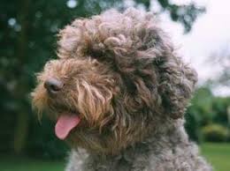 Jul 04, 2021 · dogs and puppies for sale in the uk. Lagotto Romagnolos Champdogs