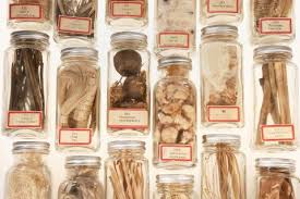 Image result for Sphenostylis marginata