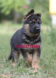Img 20150822 Wa0015 Hayvan Kopek Alman Coban Kopekleri