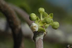 Image result for Cynanchum gerrardii