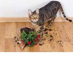 花瓶やコップを倒す猫のいたずらには、ちゃんと理由があった｜ワールドペットニュース｜ペット大好き！