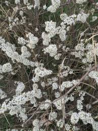 Früchte rot, enthalten mehrere kerne. Was Ist Das Fur Ein Strauch Baum Weisse Bluten Und Dunkle Frucht Keine Stacheln Dornen Felsenkirsche Kirschpflaume Pflanzen Botanik Obstbaum