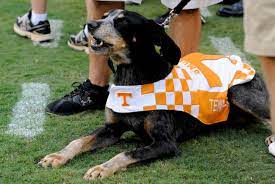 Smokey is the mascot of the university of tennessee sports teams. Tennessee Volunteers Football Smokey Ix Is Definitely A Vol For Life Bleacher Report Latest News Videos And Highlights