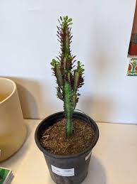 Image result for Euphorbia dedzana