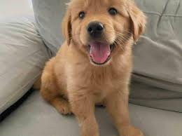 This page displays 10 golden retriever dog classified listings in malaysia. Dogs Dubizzle Dubai Page 12 Of 25 My Free Ads Uae
