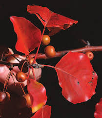 Image result for Hemarthria natans