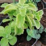 Image result for Aeollanthus repens